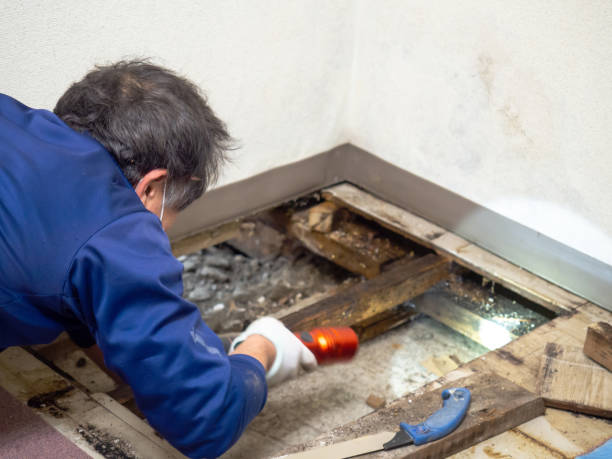 Best Emergency Mold Remediation in West Long Branch, NJ