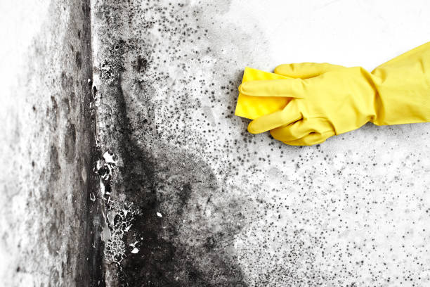 Best HVAC Mold Remediation in West Long Branch, NJ