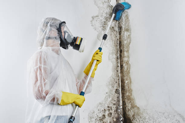 Best Localized Mold Remediation (e.g., coastal areas, humid climates) in West Long Branch, NJ