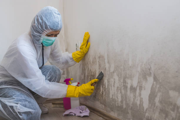 Best Black Mold Remediation in West Long Branch, NJ