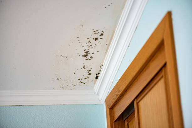 Best Mold Remediation for Schools in West Long Branch, NJ