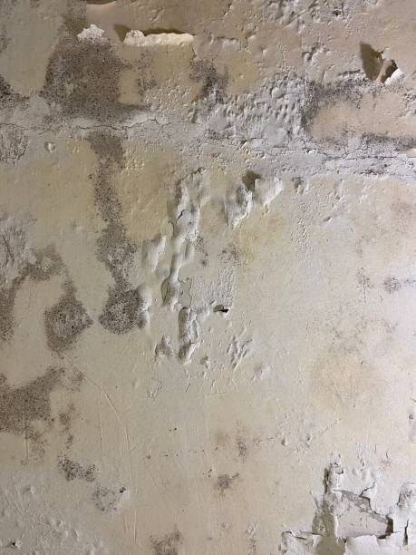 Best Mold Testing and Inspection Services in West Long Branch, NJ